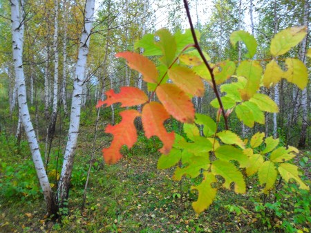 Из архива Портала ЮГОРСКИЕ ВСТРЕЧИ