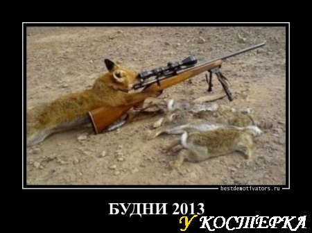 Лисьи будни